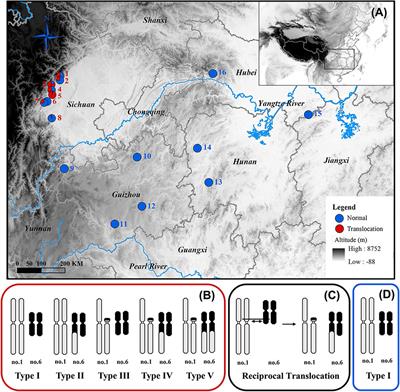Suppressed Recombination of Sex Chromosomes Is Not Caused by Chromosomal Reciprocal Translocation in Spiny Frog (Quasipaa boulengeri)
